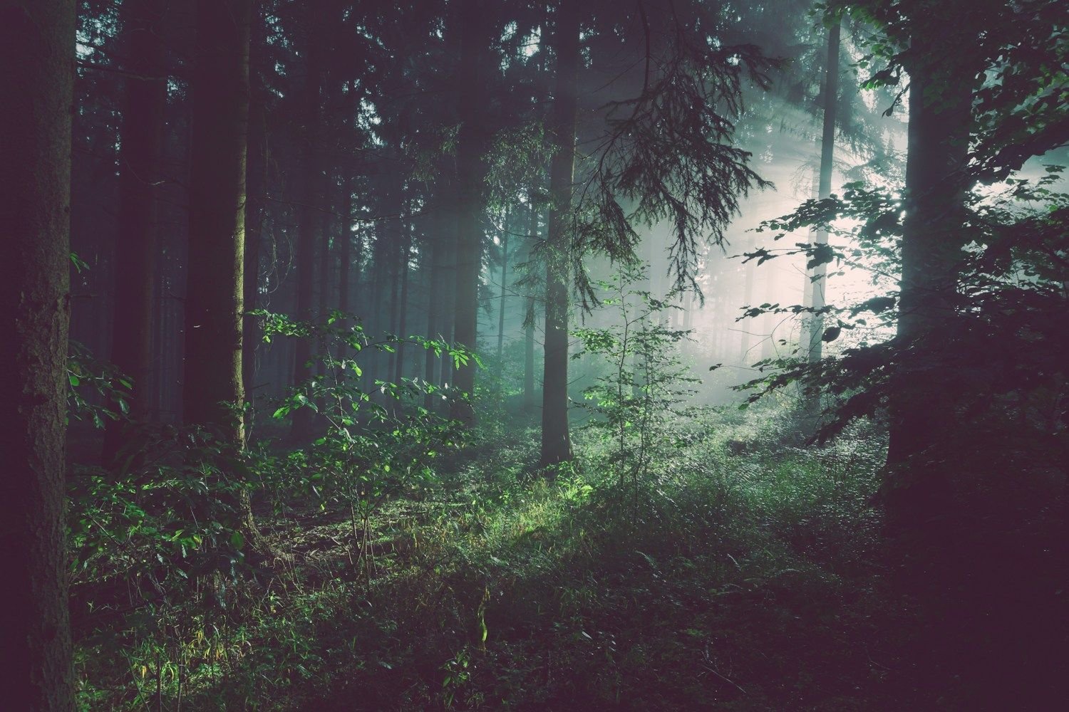 Illustrative forest photography